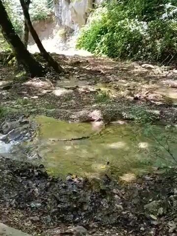 The video shows a shallow, slow-moving stream flowing through a wooded area. The stream is surrounded by trees, rocks, and fallen leaves. The water is clear and has a greenish tint, and there is a visible stick lying in the middle of the stream. The sunlight filters through the trees, creating dappled patterns on the ground and water. The overall impression is one of a peaceful, natural setting.