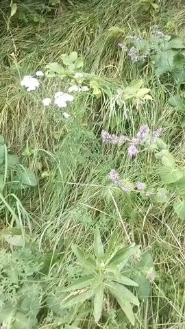 A video captures a close-up view of a grassy slope covered with wildflowers. The flowers are white and purple, with green foliage. The camera slowly pans across the scene, showing the details of the plants and the texture of the grass. The overall impression is one of a natural, overgrown landscape.