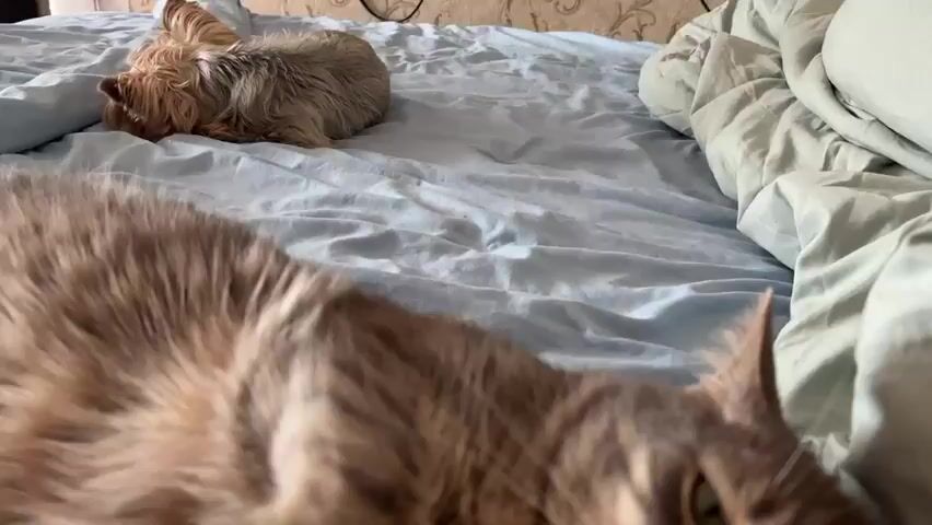 A close-up shot shows a grey tabby cat lying on its side on a blue bed. The cat's eyes are partially closed, and its body is relaxed, with one paw resting on its chest. The background is blurred, but it appears to be a bedroom with a blue comforter and a pillow. The lighting is soft and natural, suggesting the video was taken during the daytime. The cat's fur is long and fluffy, and its whiskers are prominent. The cat is the sole focus of the video, and its peaceful demeanor creates a sense of calm and tranquility.