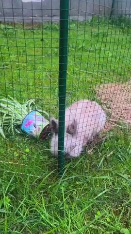 A fluffy light brown rabbit with dark ears and a white spot on its nose is munching on grass behind a green wire fence. A plant is in a colorful pot near the rabbit. The rabbit's nose twitches as it eats.