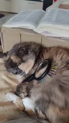 A fluffy, long-haired cat of tortoiseshell coloration is lying on a beige blanket. The cat is resting on its side with its eyes closed. A small black hairbrush with colorful bristles is placed across the cat's back, partially obscuring its fur. Behind the cat, an open book is propped up on a piece of cardboard. The book appears to have dense text. The background is blurred, but suggests an indoor setting with furniture and possibly a window. The lighting is soft and natural.