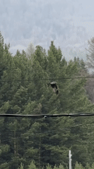 Multiple bird species spotted during morning in Tyulyuk, Russia