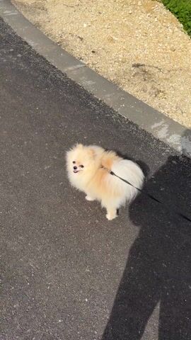 A small, fluffy, cream-colored Pomeranian dog stands on asphalt next to the shadow of a person. The dog is on a leash. A person wearing black pants and black shoes steps up to the dog, and the dog puts its front paws on the person's shoe, looking up. The dog sticks out its tongue. The weather appears sunny. A curb and gravelly ground can be seen in the background.