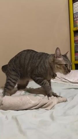 A tabby cat with striped fur stands on a bed. The cat is positioned in the center of the frame, facing towards the right. It is on all fours, with its back slightly arched. Its tail is short and curved upwards. The cat has a collar around its neck. It appears to be interacting with a folded piece of fabric or a small pillow on the bed. The bed is covered with a white sheet. In the background, there is a plain, light-colored wall and a yellow bookshelf filled with items. The lighting suggests an indoor environment. The video captures a brief moment of the cat's activity on the bed.
