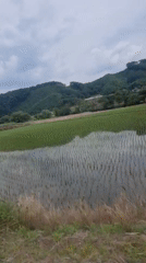 Rural rice paddies filmed from vehicle in South Korea