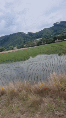 Rural rice paddies filmed from vehicle in South Korea