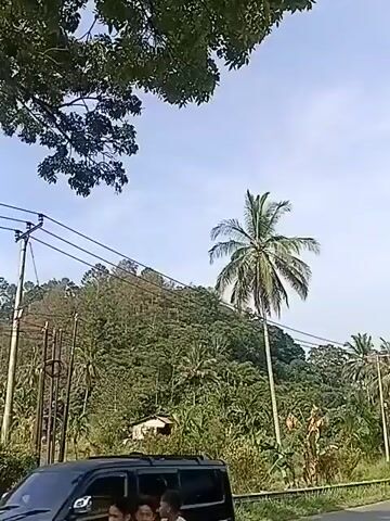 The video shows a rural landscape with lush green vegetation and a clear blue sky. In the foreground, a road with a metal guardrail is visible, with some grass and small plants growing alongside it. Power lines and poles run across the scene, indicating the presence of electricity infrastructure. A tall palm tree stands out against the backdrop of a densely forested hill. There is also a small, simple structure that appears to be a hut or shed nestled among the trees on the hillside. The overall impression is one of a natural, undeveloped area with signs of human habitation and infrastructure.
