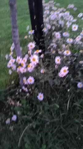 A video captures a close-up view of a cluster of white daisies with yellow centers. The flowers are interspersed with green foliage and blades of grass. A portion of a gray, textured tree trunk is visible on the left side of the frame, slightly out of focus. The background appears to be a grassy area, possibly a lawn or meadow, with a soft, diffused light suggesting it might be dawn or dusk. The camera pans gently across the flowers, highlighting their delicate petals and vibrant colors against the muted green backdrop. There are no people or animals visible in the video.
