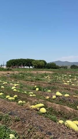 The video pans across a field of watermelons under a clear blue sky. The watermelons are scattered throughout the field, some on the ground and others still on the vines. The field is made up of rows of dirt with green foliage growing between them. In the distance, there are trees and hills. The sun is shining brightly, casting shadows on the ground. The video appears to have been taken on a warm, sunny day.