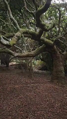 The video shows a forest floor covered in brown leaves. In the foreground is a gnarled tree with moss growing on its branches and trunk. The branches extend horizontally, creating a sort of archway. Beyond the tree, the forest continues with more trees and foliage visible in the distance. The lighting appears overcast or dim.