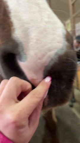 The video shows a close-up shot of the muzzle of a brown and white horse as a hand with brightly colored manicured nails gently pokes its nose. The horse is wearing a bridle and stands indoors, presumably in a stable or barn setting. Someone wearing a black coat stands in the background. The camera gradually zooms out to reveal the horse's face.