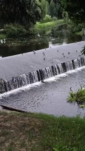 The video shows a man-made waterfall created by a dam on a river. Several ducks are gathered on top of the dam, some of them walking and others standing still. The river flows over the dam creating a cascading effect, and the water below is disturbed and foamy. Trees and greenery surround the river, with some aquatic plants floating on the surface of the water upstream of the dam. The lighting suggests it is daytime.