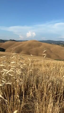This is a vertical video of a landscape in Asciano, Italy. The foreground is dominated by a field of tall, dry grass or wheat, its golden stalks swaying gently. Beyond the field, rolling hills stretch into the distance, their curves accentuated by the warm sunlight, casting soft shadows. The hills appear to be covered in dry, golden vegetation, suggesting a summer or early autumn harvest season.

In the far background, a range of darker, forested hills forms a silhouette against the sky. The sky itself is a vibrant blue, with a few fluffy white clouds scattered across it. One particularly large cloud sits above the prominent central hill. The lighting suggests it is daytime, likely late afternoon given the warm, golden tones of the landscape. There is no visible text in the media file. The scene evokes a sense of tranquility and the natural beauty of the Tuscan countryside. No people or specific objects are discernable.