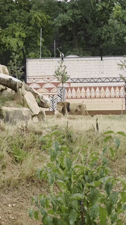 Afternoon visit across the animal enclosures at Zlín Zoo
