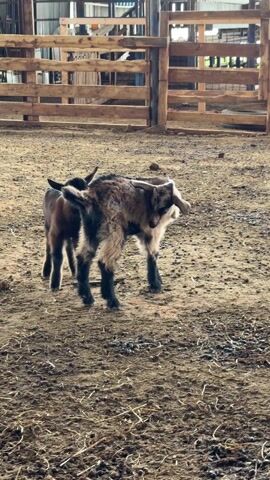 The video shows two young goats in a dirt-floored enclosure with a wooden fence. One goat is mostly black, and the other is multi-colored with light beige and black patches. The multi-colored goat appears to be scratching its back with its horn. The goats are standing in a dirt floor area covered with scattered hay. They both then turn and walk away.