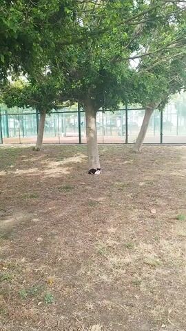 A black and white cat is lying down near the base of a tree in a grassy area. In the background, there are tennis courts with a fence around them. The trees are leafy and provide shade to the ground. The weather appears to be clear and sunny.