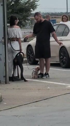 A man and a woman are standing outdoors with two dogs. The woman, on the left, is wearing a white off-the-shoulder top and white pants. She is holding a leash attached to a black doberman. The man, on the right, is wearing a black t-shirt and black shorts. He is holding a leash attached to a small, tan dog that appears to be a Yorkshire terrier. The man is looking down at the small dog, which is sitting on the ground. In the background, a car is parked. Other people are visible in the background. The ground is paved, and there is some greenery in the distance. The sky appears overcast.