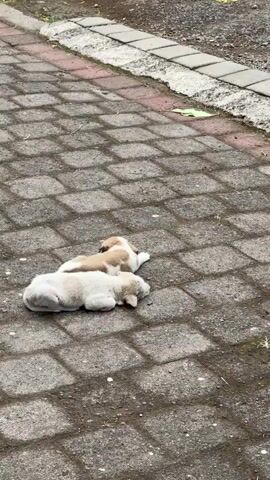 The video shows three puppies in an outdoor setting. Two puppies are lying down on a paved area made of square stone blocks. A third puppy, predominantly white with brown patches, walks away from the other two and towards a piece of orange-colored food or object on the ground. The ground is covered in gravel. A border of rectangular stone blocks separates the paved area from the gravel.