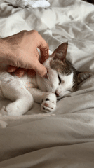 Cat rests peacefully on Dubai bed, receives gentle petting
