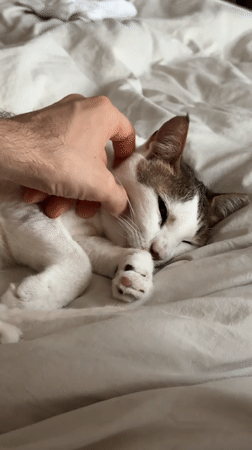 Cat rests peacefully on Dubai bed, receives gentle petting