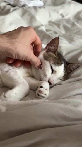 Cat rests peacefully on Dubai bed, receives gentle petting