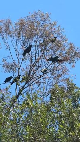 In this vertical, outdoor video, a clear blue sky serves as the backdrop for a tree filled with several black birds. The tree has thin, reddish-brown branches and sparse leaves, interspersed with clusters of small, reddish blooms or seed pods. The lower portion of the frame is dominated by the lush green foliage of another, denser tree or shrub.

The birds, which appear to be crows or similar corvids due to their dark plumage and body shape, are perched on various branches throughout the tree. Some are facing left, others right, and some are looking downwards. Their presence suggests a natural, possibly urban or suburban, outdoor setting. The sunlight is bright, indicating it is daytime, likely mid-morning or afternoon, given the clear sky and lack of long shadows. There is no discernible text in the video. The overall scene is peaceful and tranquil, with the birds appearing calm and settled in their environment. The location is identified as Chula Vista, United States of America.