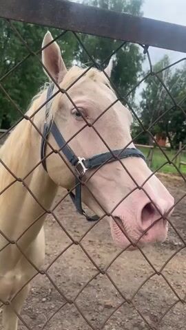 A pale, possibly cremello or perlino, horse with striking blue eyes stands behind a chain-link fence, looking towards the camera. The horse is wearing a dark blue halter. Its coat is a light cream color, and its mane and tail are a similar light shade. The horse's nose and muzzle are a soft pink.

The scene appears to be an outdoor enclosure, likely a pasture or paddock, with dirt and patchy grass on the ground. In the background, there are trees and foliage, suggesting a rural or semi-rural setting. The sky is overcast, indicating a cloudy day, and the lighting is soft. Through the fence, a glimpse of a red tractor or vehicle can be seen in the distance.

The horse's expression is gentle and curious, with its head slightly lowered and its ears perked. The close-up framing through the fence creates a sense of intimacy and connection with the animal.

There is no visible text in the video.
