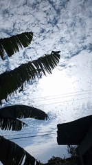 Tropical sky view captured through swaying palm leaves