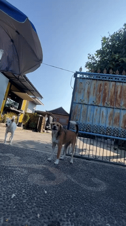 Morning street life documented in Sukawati, Indonesia