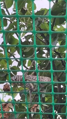 A grasshopper is visible on a plant, with a green plastic fence in the foreground. The grasshopper is positioned vertically, with its legs attached to the plant's branches. The plant has green leaves and some dried brown flowers or seed pods. The background shows a light-colored sky. The video is short and appears to be a close-up shot.