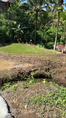 A person wearing a conical hat is working in a rice paddy. The person is holding a tool, possibly a hoe, and appears to be tilling the soil. The rice paddy is surrounded by lush green vegetation, including palm trees and banana trees. The ground in the foreground is muddy and appears to be part of the tilling process. In the background, there are structures that suggest a rural or agricultural setting. The sun is shining, casting shadows and illuminating the scene.