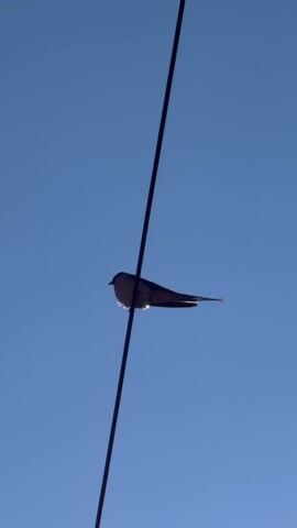 A bird is perched on a power line against a clear blue sky. The bird is silhouetted. It preens its feathers by turning its head up and slightly backwards.