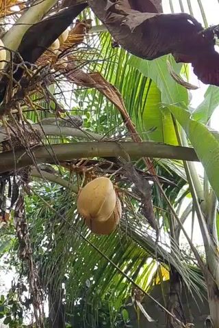 The video shows a close-up view of coconuts growing on a palm tree. The coconuts are light yellow in color and hang in clusters. The camera pans up, revealing more coconuts and the fronds of the palm tree against a bright sky. The surrounding vegetation appears lush and green.