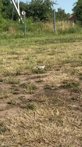 A dove is seen walking in a grassy field in Chyshky, Ukraine. The dove is light gray in color and is walking in a slightly diagonal direction from left to right across the frame. The field is mostly covered in dry, yellowed grass with patches of green. There are some bare patches of dirt. In the background, there are trees and a small wooden structure with a red roof. Two tall, dark poles are visible in the middle ground, one with a circular sign on it. The sign appears to have a white symbol on a red background. The sky is blue and appears to be a clear, sunny day. The time of day is likely daytime. The scene depicts a peaceful, rural setting.