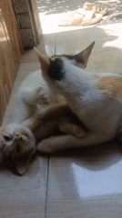 Cats playing, napping, and grooming on a tiled floor in Banyuwangi