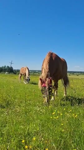 Two horses graze in a sun-drenched meadow under a clear blue sky. The horse in the foreground is a chestnut brown and wears a red fly mask. Its mane is long and flowing. Behind it, a lighter brown horse grazes, also wearing a fly mask. The meadow is covered in lush green grass dotted with small yellow wildflowers. In the background, a wooden utility pole stands tall, and beyond that, a line of trees marks the horizon. The overall scene suggests a peaceful summer day in a rural setting. The time of day is likely midday, given the bright sunlight and clear skies. There is no visible text in the media file.