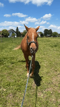 Horse care and farrier work in Anzing countryside