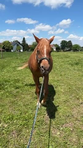 A brown horse with a white blaze on its face is standing in a grassy field on a sunny day. The horse is wearing a halter and is attached to a rope. The horse is looking directly at the camera and appears to be moving forward slightly. In the background, there are houses and trees. The sky is blue with white clouds.