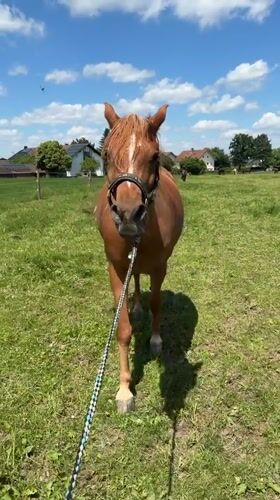 Horse care and farrier work in Anzing countryside
