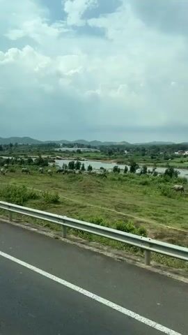 The camera records from a vehicle driving on a paved road alongside a grassy field where a group of water buffalo are grazing. The field is adjacent to a body of water that meanders through the landscape. In the distance, green hills and a cloudy sky form the background. A silver guardrail is visible along the roadside in the foreground. The camera zooms in slightly to provide a clearer view of the water buffalo.