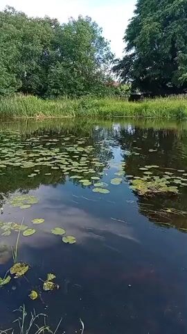 The video pans across a slow-moving, dark body of water. Lily pads are scattered on the surface. The banks are overgrown with lush green grass and trees. In the background, a small white structure with a blue trim is visible, as is a road with a car. A bridge crosses the water in the distance. The sky is overcast with some visible clouds.