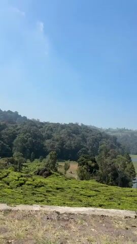 This is a vertical, handheld video panning slowly from left to right across a lush, green landscape. The foreground consists of a manicured tea plantation, its vibrant green bushes neatly trimmed and arranged in rows on a gentle slope. Beyond the tea fields, a dense forest covers the rolling hills, creating a backdrop of various shades of green. In the distance, a calm lake or reservoir reflects the bright blue sky, with a few trees dotting its banks. The sky is clear and a deep, vibrant blue, with a few wispy white clouds scattered across it. The overall impression is one of natural beauty and tranquility. There are no people or animals visible in the video. The lighting suggests it is daytime, likely mid-morning or early afternoon, given the bright sunlight and clear sky. The camera movement is smooth and steady.