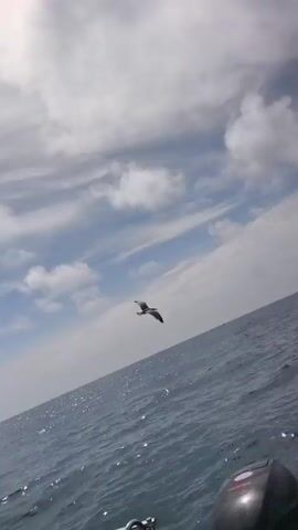 A low-angle shot captures a bird flying over a body of water. The camera is tilted, showing the horizon at an angle. The water is a deep blue and has small waves. The sky is partly cloudy with patches of blue. In the distance, a shoreline with buildings can be seen. The bird flies from the right side of the frame towards the left, then dips down closer to the water. The camera moves slightly, following the bird.