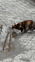 Cat drinks from puddle near Moscow cemetery entrance