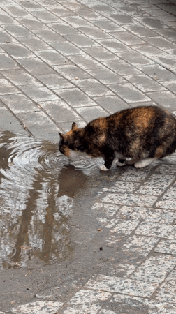 Cat drinks from puddle near Moscow cemetery entrance