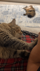 Two cats rest peacefully on plaid fabric in Kathu