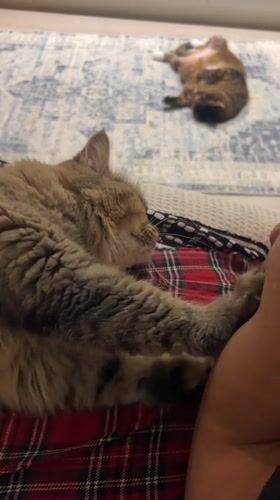 Two cats rest peacefully on plaid fabric in Kathu
