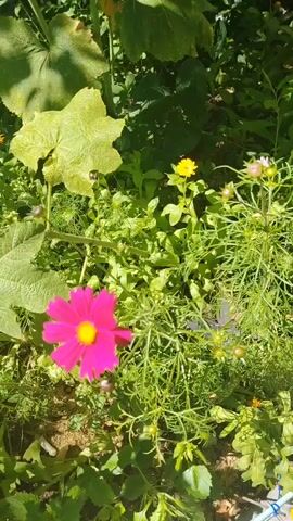 The video displays a close-up view of a garden. In the foreground, a vibrant pink cosmos flower with a yellow center is visible. To the right and slightly behind it, a delicate yellow daisy-like flower is in focus, with small buds and foliage surrounding it. The background consists of lush green leaves, including a large, light-green leaf that appears to be from a pumpkin or squash plant, casting shadows. The scene is bathed in sunlight, creating a bright and natural outdoor environment.