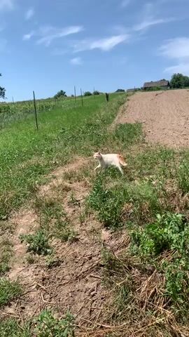 The video shows a cat running across a grassy field. The cat is white with orange markings on its tail and back. It is running from left to right in the frame. The field is dry and there are a few sparse plants growing. In the background, there is a plowed field and some trees. The sky is blue and there are some clouds. The video is filmed from a low angle.
