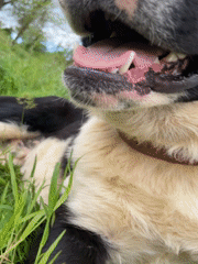 Dog enjoys afternoon rest in Bulgarian grass field